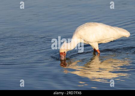 Une spatule africaine se nourrissant dans les eaux peu profondes du barrage Sunset, parc national Kruger, Afrique du Sud Banque D'Images