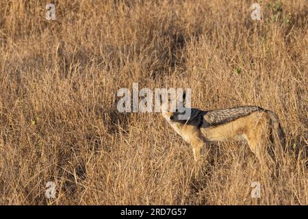 Un chacal à dos noir ou Lupelella mesomelas, fait une pause pour réfléchir tout en trottant sous le soleil de fin d'après-midi dans le parc national Kruger Banque D'Images