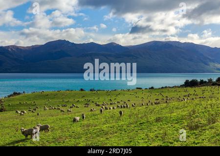 Un troupeau de moutons paissant dans un pâturage luxuriant près du lac Hawea dans l'île du Sud de la Nouvelle-Zélande Banque D'Images