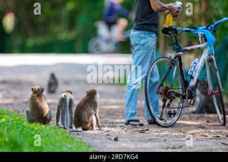 Une troupe de macaques à longue queue entoure un singapourien qui s'est arrêté pour contrarier les singes. Banque D'Images