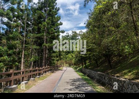 Pins à Taman Saujana Hijau Putrajaya. C'est un vaste parc avec des jardins à thème et des vues panoramiques. Un endroit populaire pour la course à pied et le cyclisme. Banque D'Images