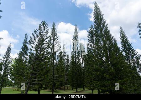Pins à Taman Saujana Hijau Putrajaya. C'est un vaste parc avec des jardins à thème et des vues panoramiques. Un endroit populaire pour la course à pied et le cyclisme. Banque D'Images