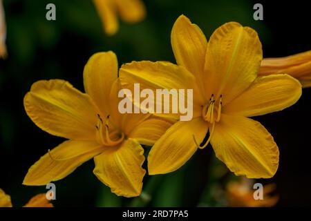 Fleur de lys jaune luxuriante et colorée en gros plan Banque D'Images