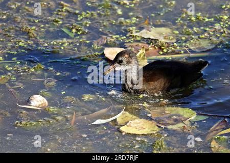 Un ourson de poulet vert (Gallinula chloropus) vivant dans le Tigre à Diyarbakir est vu manger une corde en plastique jetée dans l'eau avec la nourriture sale qu'il a trouvée dans les eaux sales. La pollution du Tigre passant près de la ville de Diyarbakir et des Jardins de Hevsel, site du patrimoine culturel mondial, a augmenté ces dernières années. Les ordures laissées par les touristes visitant la région, les déchets plastiques jetés dans le Tigre et les eaux sales déversées dans le fleuve menacent la vie de nombreux oiseaux et poulets sauvages vivant sur la rive du fleuve. Université Dicle Faculté de Sc Banque D'Images