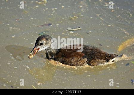 Diyarbakir, Turquie. 18 juillet 2023. Un ourson de poulet (Gallinula chloropus) sauvage vivant dans les roseaux sur les rives du Tigre dans la ville de Diyarbakir est vu se nourrir d'une litière qu'il a trouvée dans l'eau, dans la saleté qui entoure son corps. La pollution du Tigre passant près de la ville de Diyarbakir et des Jardins de Hevsel, site du patrimoine culturel mondial, a augmenté ces dernières années. Les ordures laissées par les touristes visitant la région, les déchets plastiques jetés dans le Tigre et les eaux sales déversées dans le fleuve menacent la vie de nombreux oiseaux et poulets sauvages Banque D'Images