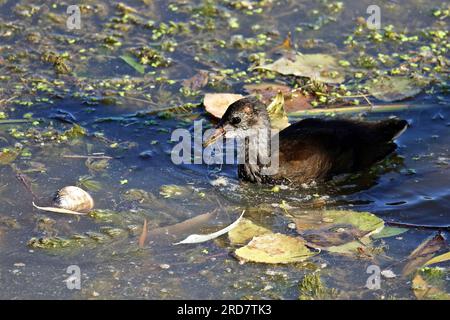 Diyarbakir, Turquie. 18 juillet 2023. Un ourson de poulet vert (Gallinula chloropus) vivant dans le Tigre à Diyarbakir est vu manger une corde en plastique jetée dans l'eau avec la nourriture sale qu'il a trouvée dans les eaux sales. La pollution du Tigre passant près de la ville de Diyarbakir et des Jardins de Hevsel, site du patrimoine culturel mondial, a augmenté ces dernières années. Les ordures laissées par les touristes visitant la région, les déchets plastiques jetés dans le Tigre et les eaux sales déversées dans le fleuve menacent la vie de nombreux oiseaux et poulets sauvages vivant sur le fleuve Banque D'Images