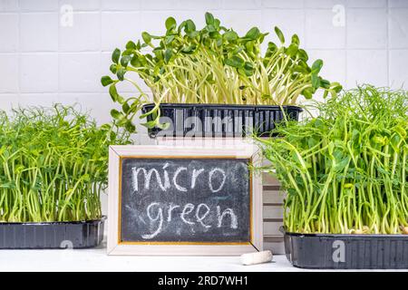 Microgreens frais cultivés, sur le coin de table blanc de la cuisine. Microgreens super-alimentaires sains cultivés à la maison. Microgreen Baby levesspouts dans des plateaux en plastique, Urba Banque D'Images