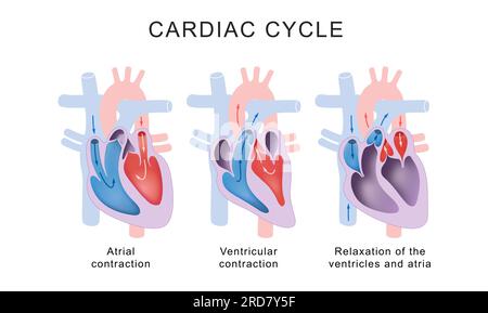 Phases du cycle cardiaque : systole et diastole Banque D'Images
