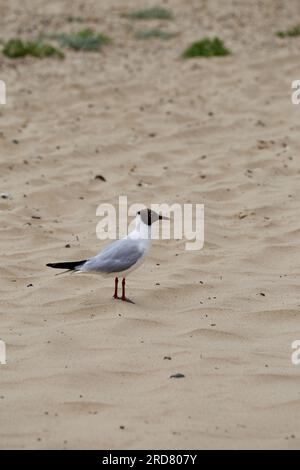 Gull - Larus ridibundus tête noire à la recherche de nourriture le long de la ligne de rivage. Banque D'Images