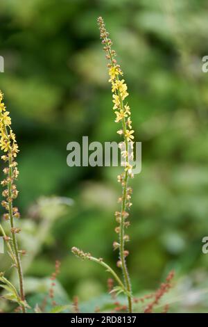 Agrimony, Agrimonia eupatoria, fleurissant dans la campagne anglaise Banque D'Images