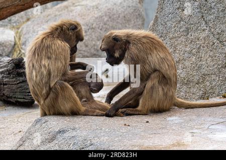 Gros plan de la famille de singe Gelada, mâle, femelle et un bébé allaitant Banque D'Images