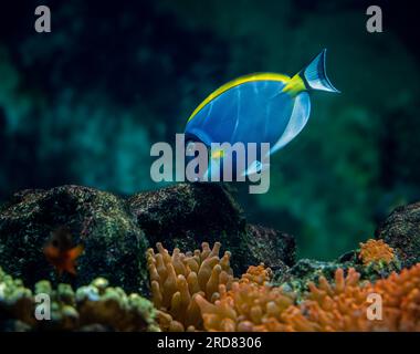 Poisson bleu-blanc, Acanthurus leucosternon / Weißkehl-Doktorfisch Banque D'Images