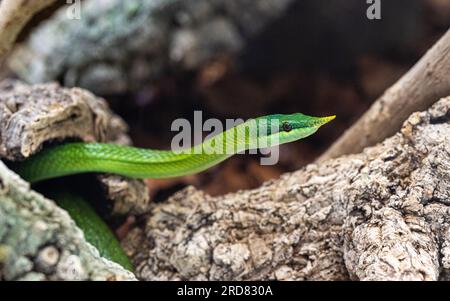 Vietnamese long-nosed snake (Gonyosoma boulengeri) on a branch, captive, Germany.. Stock Photo