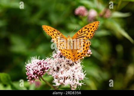 Macrophotographie d'un beau papillon fritillaire lavé à l'argent (Argynnis paphia) avec des ailes orange vif Banque D'Images