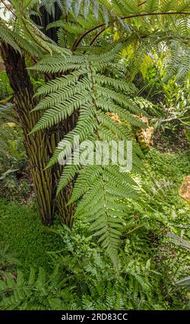 Dicksonia squarrosa, fougère arborescente rugueux Banque D'Images