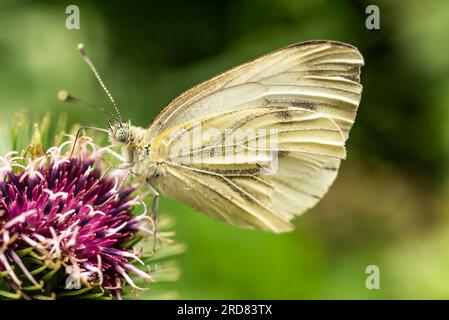 Gros plan d'un petit papillon blanc, également connu sous le nom de chou blanc ou papillon de chou (Pieris rapae), cueillant le pollen d'un chardon à floraison violette Banque D'Images