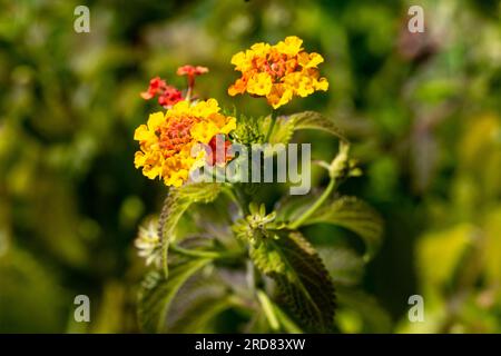 Lantana ou drapeau espagnol rouge orangé et fleur jaune Banque D'Images