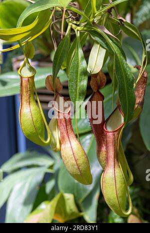 Nepenthes alata est une espèce de plante de la famille des pichets (Nepenthaceae). Une endémique aux Philippines Banque D'Images