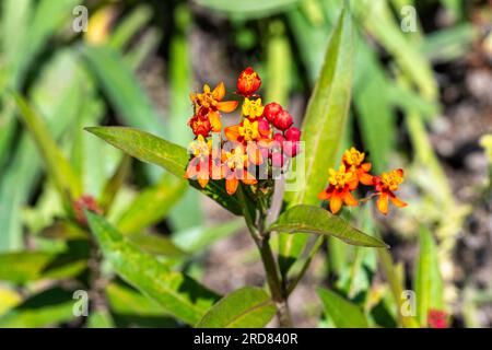 Asclepias curassavica Asclépiade tubéreuse, cuisine Mexicaine Banque D'Images