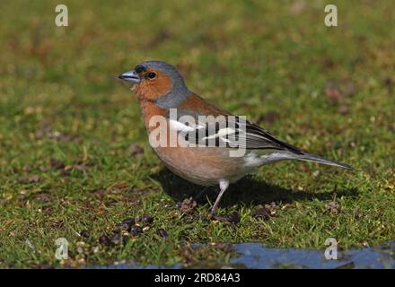 Chinchard commun (Fringilla coelebs) mâle adulte debout près de l'étang Eccles-on-Sea, Norfolk, Royaume-Uni. Avril Banque D'Images