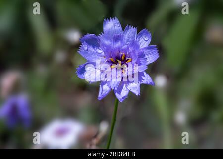 Fleur unique de la Dart pérenne de Cupidon, Catananche caerulea Banque D'Images