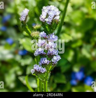 Fleurs de lavande marine (Limonium sinuatum), gros plan Banque D'Images