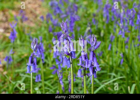 Hyacinthoides non-scripta, anciennement Endymion non-scriptus ou Scilla non-scripta, au Royaume-Uni, il est connu comme bluebell commun ou juste bluebell. Banque D'Images