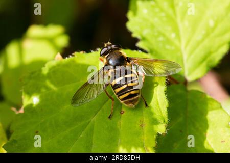 Sericomyia silentis aéroglisseur au repos sur une feuille. Banque D'Images