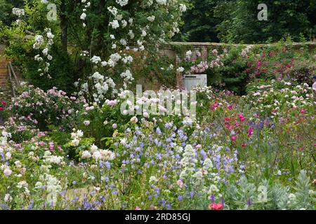 Jardin clos plein de fleurs d'été, y compris des roses, de la valériane et de la campanule à Mottisfont Abbey, Hampshire Royaume-Uni en juin Banque D'Images