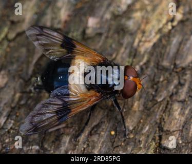 Volucella pellucens, la mouche pelllucide, est une espèce de mouche aérienne. Celui-ci est perché sur un tronc d'arbre. Banque D'Images