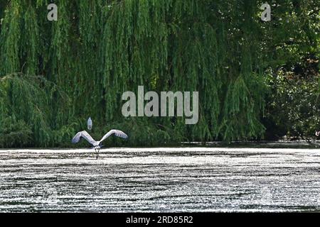 Bristol., Royaume-Uni. 19 juillet 2023. Par une chaude après-midi, un grand héron décolle en volant à basse altitude à travers le lac Backwell vers une Egret blanche ignorante et s'écrase dessus, le faisant sortir rapidement du chemin. Crédit photo : Robert Timoney/Alamy Live News Banque D'Images