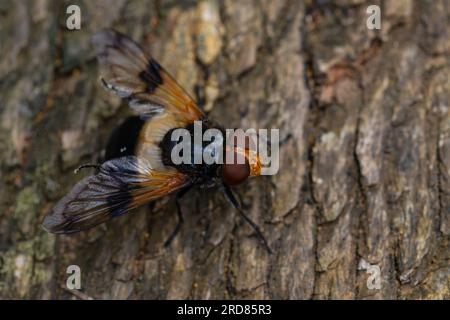 Volucella pellucens, la mouche pelllucide, est une espèce de mouche aérienne. Celui-ci est perché sur un tronc d'arbre. Banque D'Images