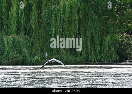 Bristol., Royaume-Uni. 19 juillet 2023. Par une chaude après-midi, un grand héron décolle en volant à basse altitude à travers le lac Backwell vers une Egret blanche ignorante et s'écrase dessus, le faisant sortir rapidement du chemin. Crédit photo : Robert Timoney/Alamy Live News Banque D'Images