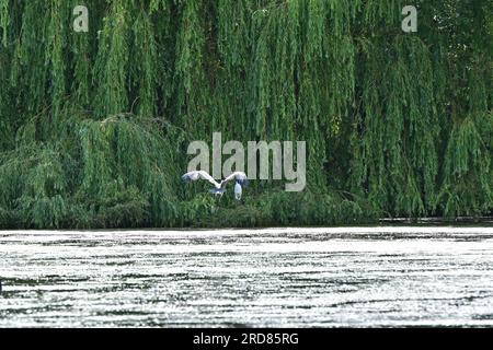 Bristol., Royaume-Uni. 19 juillet 2023. Par une chaude après-midi, un grand héron décolle en volant à basse altitude à travers le lac Backwell vers une Egret blanche ignorante et s'écrase dessus, le faisant sortir rapidement du chemin. Crédit photo : Robert Timoney/Alamy Live News Banque D'Images