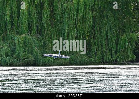 Bristol., Royaume-Uni. 19 juillet 2023. Par une chaude après-midi, un grand héron décolle en volant à basse altitude à travers le lac Backwell vers une Egret blanche ignorante et s'écrase dessus, le faisant sortir rapidement du chemin. Crédit photo : Robert Timoney/Alamy Live News Banque D'Images