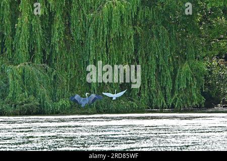 Bristol., Royaume-Uni. 19 juillet 2023. Par une chaude après-midi, un grand héron décolle en volant à basse altitude à travers le lac Backwell vers une Egret blanche ignorante et s'écrase dessus, le faisant sortir rapidement du chemin. Crédit photo : Robert Timoney/Alamy Live News Banque D'Images