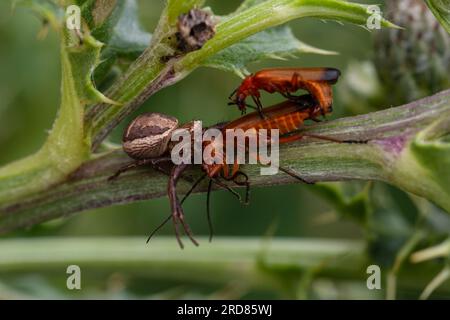 Une araignée de crabe à fleurs, Misumena vatia, également connue sous le nom d'araignée de crabe verge d'or, priant sur un coléoptère de soldat rouge femelle, Rhagonycha fulva. Banque D'Images