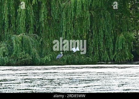 Bristol., Royaume-Uni. 19 juillet 2023. Par une chaude après-midi, un grand héron décolle en volant à basse altitude à travers le lac Backwell vers une Egret blanche ignorante et s'écrase dessus, le faisant sortir rapidement du chemin. Crédit photo : Robert Timoney/Alamy Live News Banque D'Images