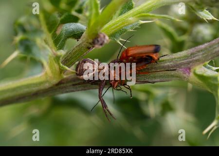 Une araignée de crabe à fleurs, Misumena vatia, également connue sous le nom d'araignée de crabe verge d'or, priant sur un coléoptère de soldat rouge femelle, Rhagonycha fulva. Banque D'Images
