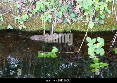 Camescope d'eau européen ou camescope d'eau du Nord, Arvicola amphibius, c'est un rongeur semi-aquatique. Il est souvent appelé à tort le rat d'eau, Banque D'Images