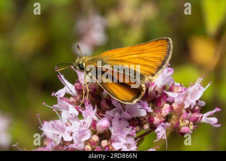 Un petit papillon skipper, Thymelicus sylvestris, se nourrissant de nectar. Banque D'Images