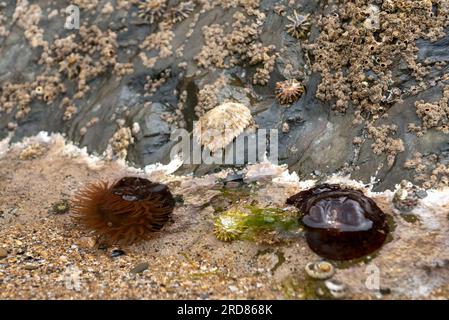 Deux anémones de perles sous l'eau, celle de droite avec les tentacules rétractés Banque D'Images