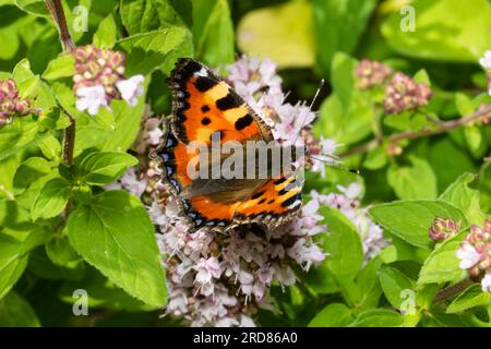 Un petit papillon d'écaille de tortue, Aglais urticae, se nourrissant de fleurs. Banque D'Images