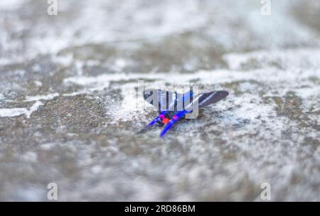 Papillon bleu debout sur une pierre urbaine en béton,lumière naturelle. Banque D'Images