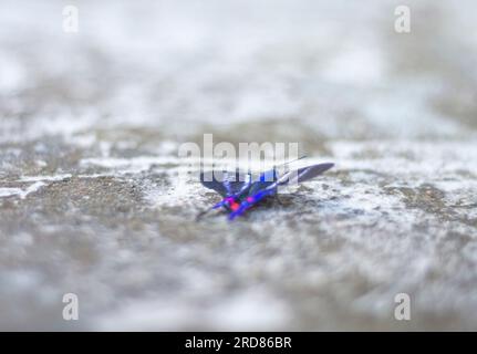 Papillon bleu debout sur une pierre urbaine en béton,lumière naturelle. Banque D'Images