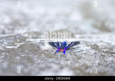 Papillon bleu debout sur une pierre urbaine en béton,lumière naturelle. Banque D'Images