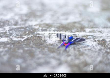 Papillon bleu debout sur une pierre urbaine en béton,lumière naturelle. Banque D'Images