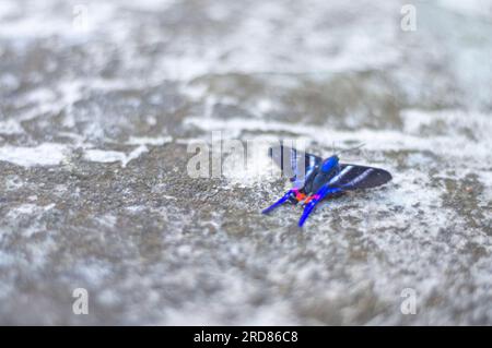 Papillon bleu debout sur une pierre urbaine en béton,lumière naturelle. Banque D'Images