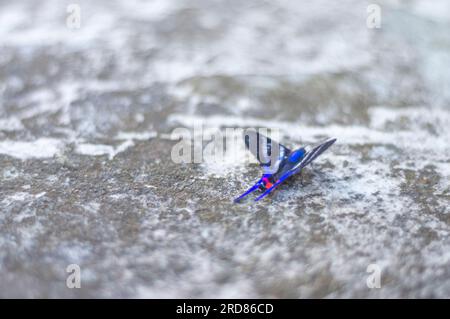 Papillon bleu debout sur une pierre urbaine en béton,lumière naturelle. Banque D'Images