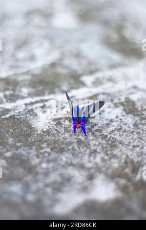 Papillon bleu debout sur une pierre urbaine en béton,lumière naturelle. Banque D'Images